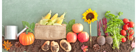 Che cosa sono gli alimenti biologici e come vengono prodotti?