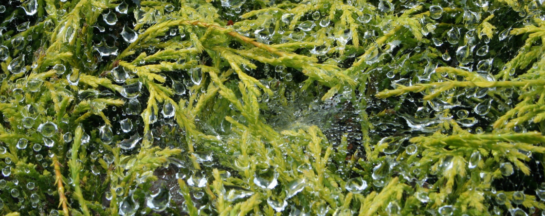 L'alga spirulina fa dimagrire davvero?