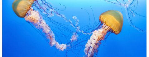 Come comportarsi in caso di puntura di una medusa Come comportarsi in caso di puntura di una medusa