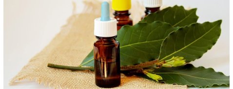Tea Tree Oil: a cosa serve, usi, benefici e controindicazioni