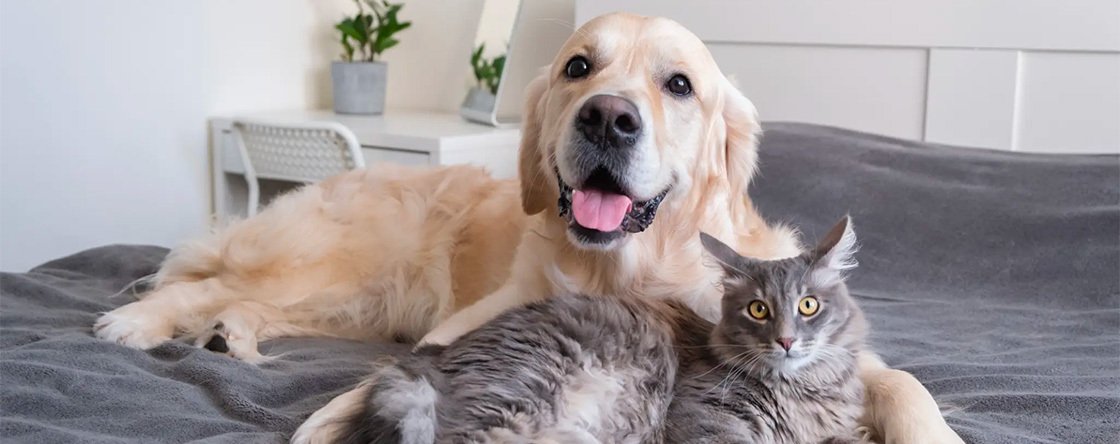 Antiparassitari per cani e gatti