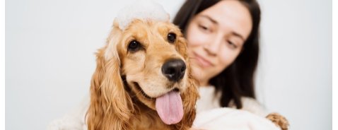 Che balsamo usare per il cane? Che balsamo usare per il cane?