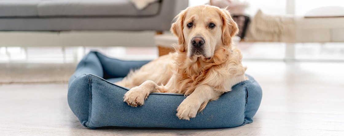 Pulci e zecche nel cane: come proteggerlo da possibili malattie