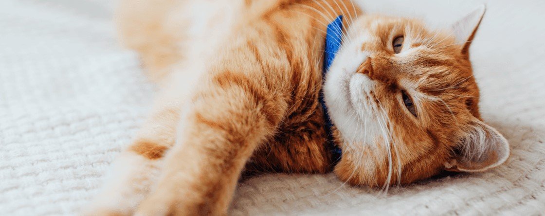 Come si fa a capire se il gatto ha le pulci?