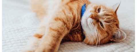 Come si fa a capire se il gatto ha le pulci?