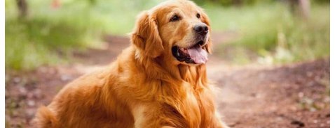 Leishmaniosi del cane: sintomi e raccomandazioni Leishmaniosi del cane: sintomi e raccomandazioni