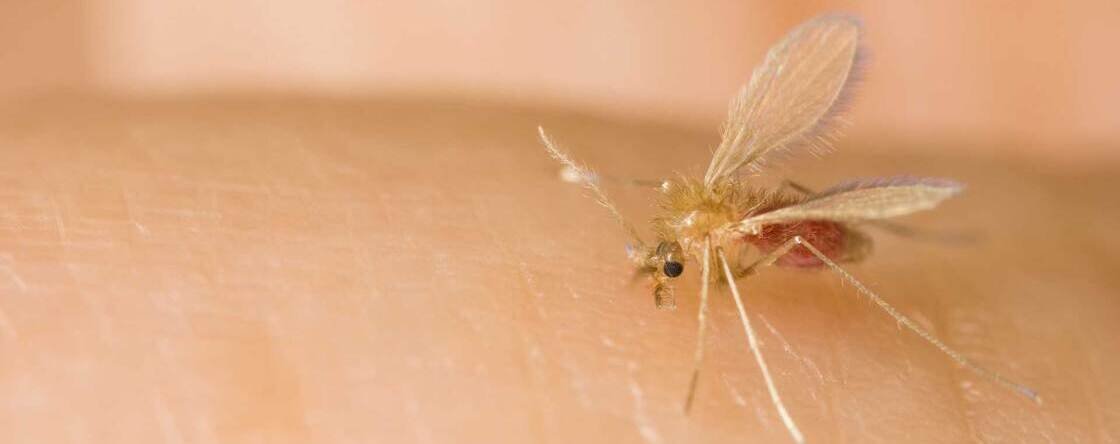 Che pomata usare per le punture di pappataci