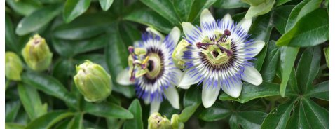 A cosa serve la passiflora? A cosa serve la passiflora?