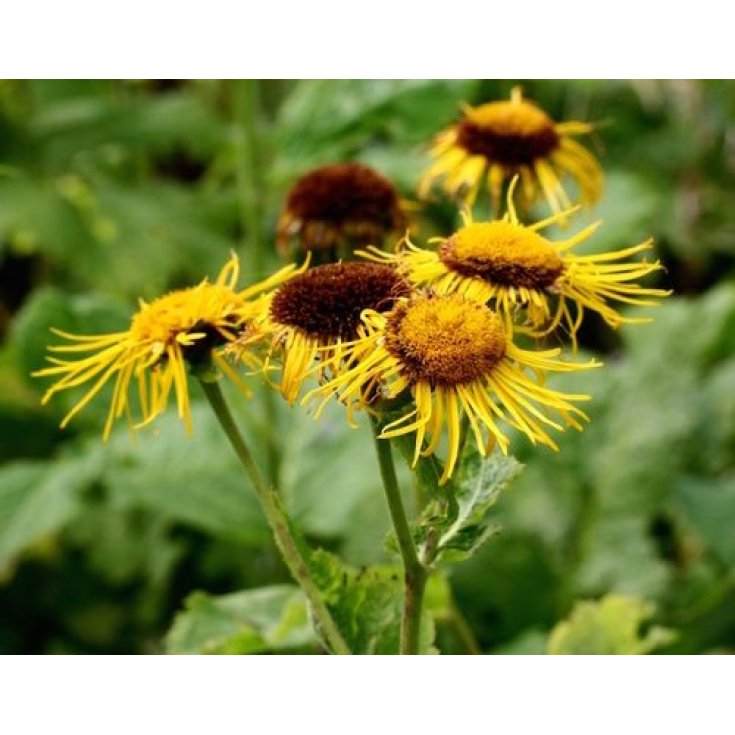 Enula Campana Sarandrea 60ml