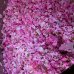 Dr. hauschka Olio Trattante Rosa 75 ml