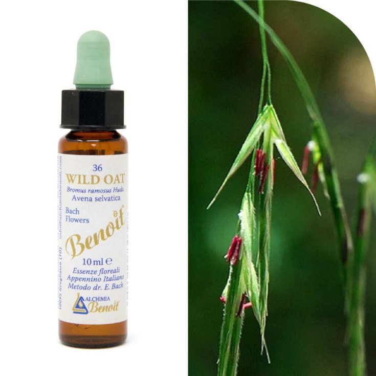 Wild Oat Benoit&reg; 10ml