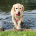 Trixie Dog Activity Aqua Toy Mot&reg;-Fun 9cm/22cm 1 Pezzo