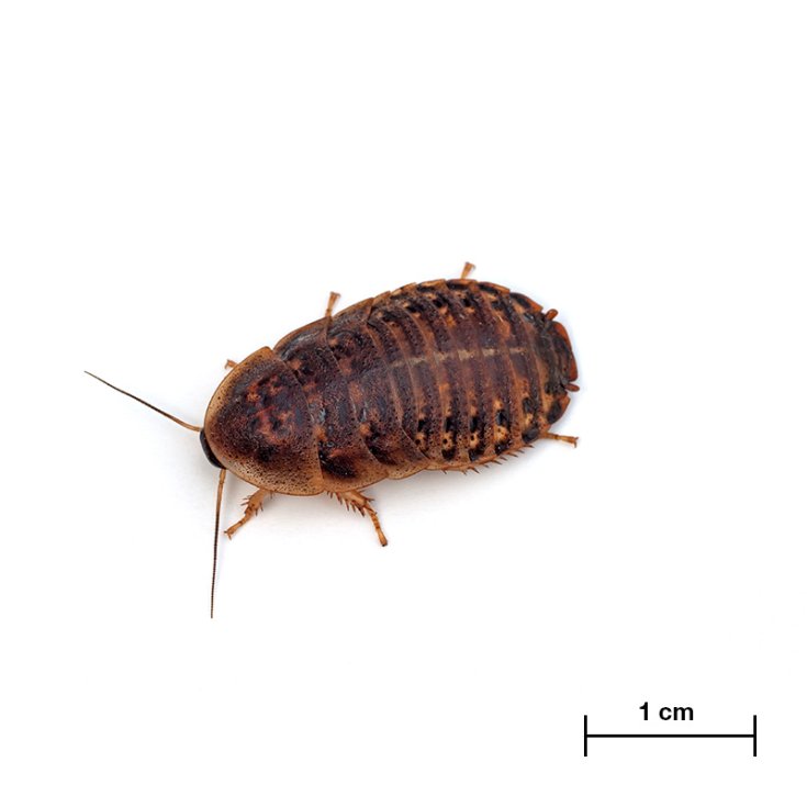 Blatta Dubia Medium Italian Cricket Farm 100 Pezzi