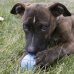 Puppy Ball W/Hole Small KONG 1 Pezzo