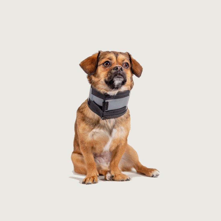 Collare Cervicale Per Cani Bite Free&trade; 1 Pezzo