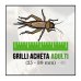 Grilli Acheta Adulto 40 Pezzi
