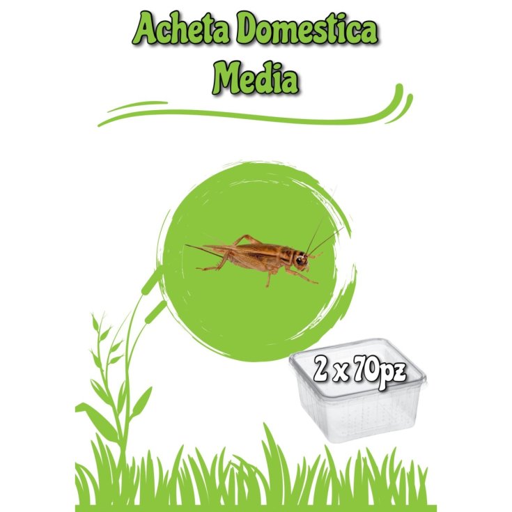 Acheta Media 2 Dosi (70 Pezzi)