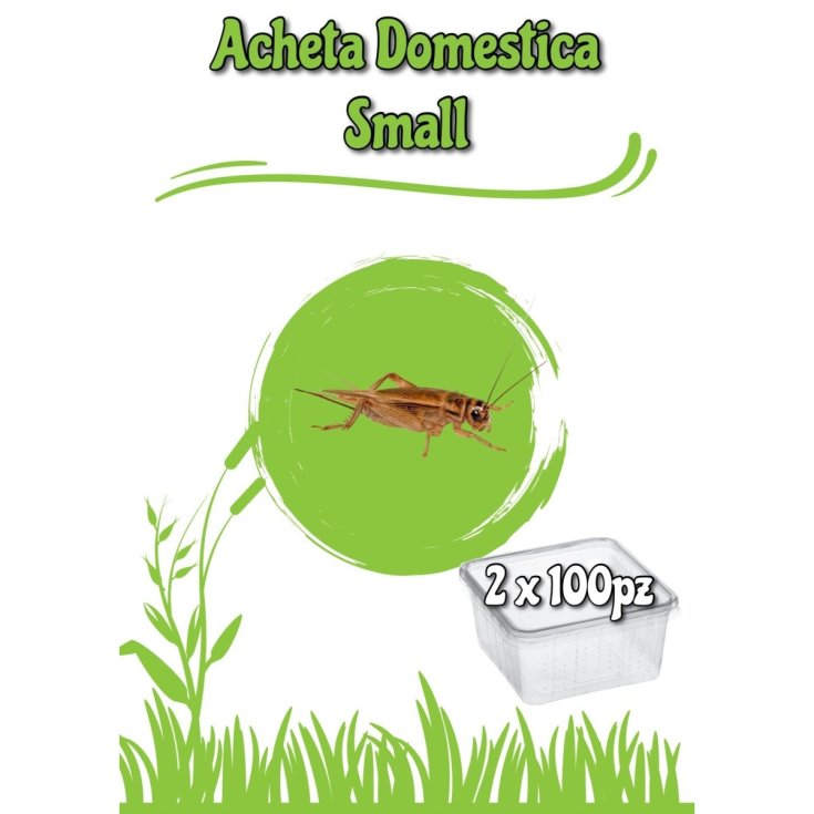 Acheta Small 100 Pezzi