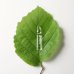 Dr. Hauschka Calm & Balance Ampoules Trattamento SOS 7 Notti