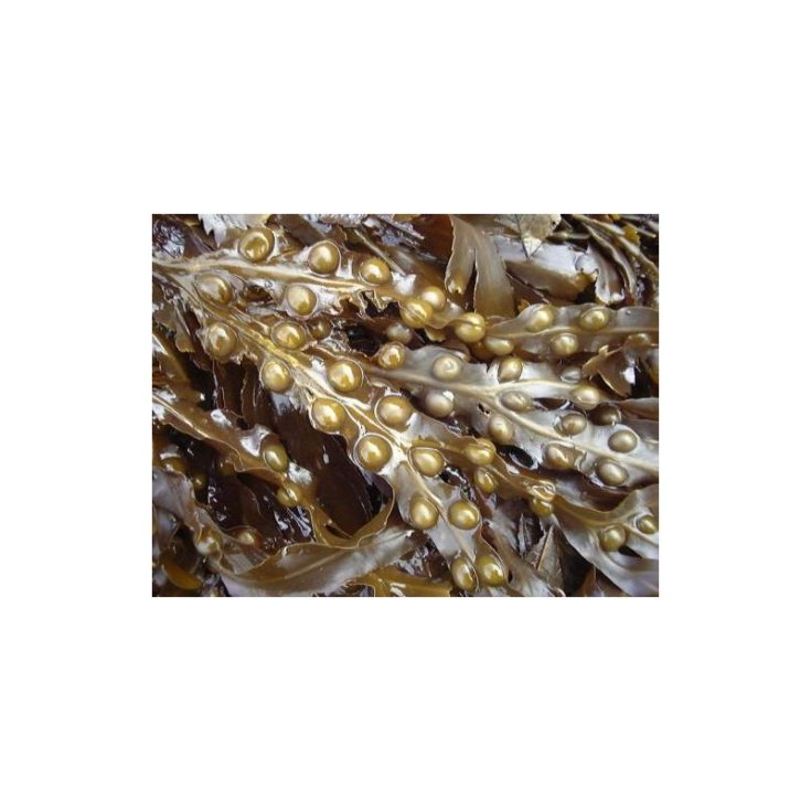TSA Fucus Vesiculosus Integratore Alimentare 50ml