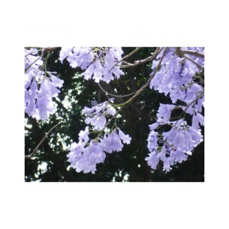 Natur Jacaranda (Jacaranda mimosaefolia) Essenza 15ml