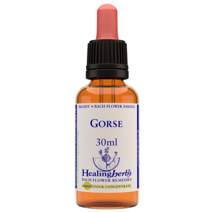 Gorse Bach Flower Remedies Healing Herbs 30ml