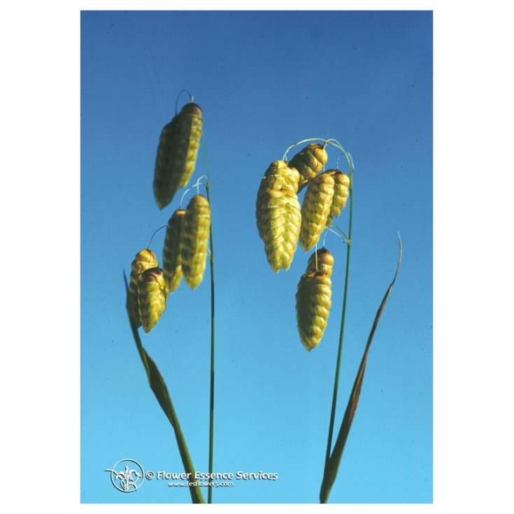 Quaking Grass Essenze Floreali Californiane 7,4ml