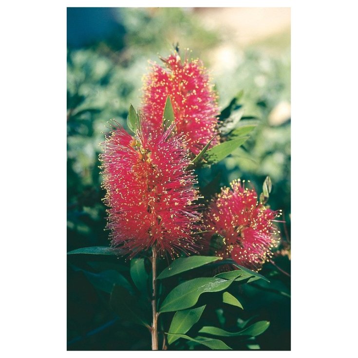 Queensland Bottlebrush Essenze Floreali Australiane 15ml