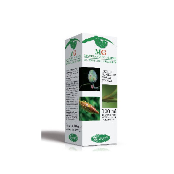 Sangalli Betula Verrucosa Gemmoderivato 100ml
