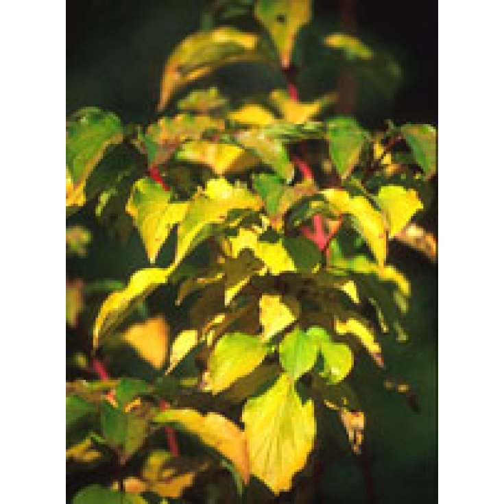 Herboplanet Msa Cornus Sanguinea Integratore Alimentare 50ml