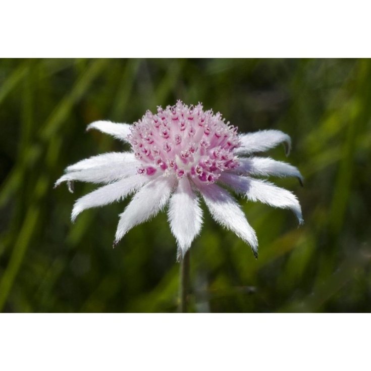 Pink Flannel Flow Essenze Floreali Australiane 15ml