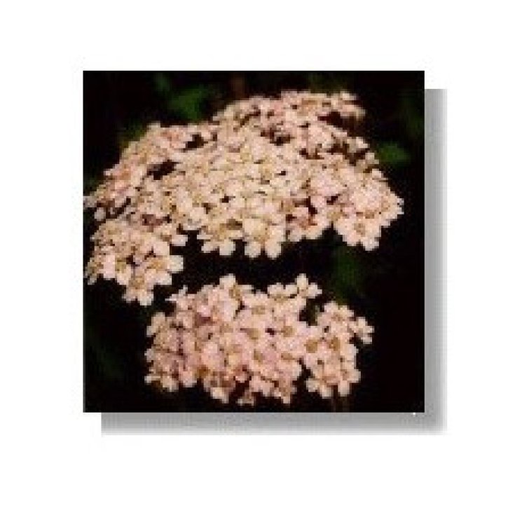 Pink Yarrow Essenze Korte 15ml