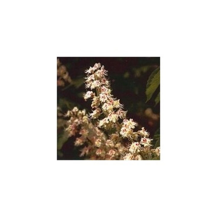 White Chestnut Essenze Korte 15ml