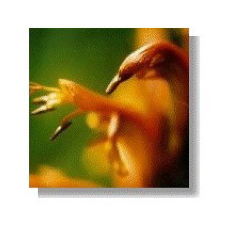 K9 Essenze Korte 15ml