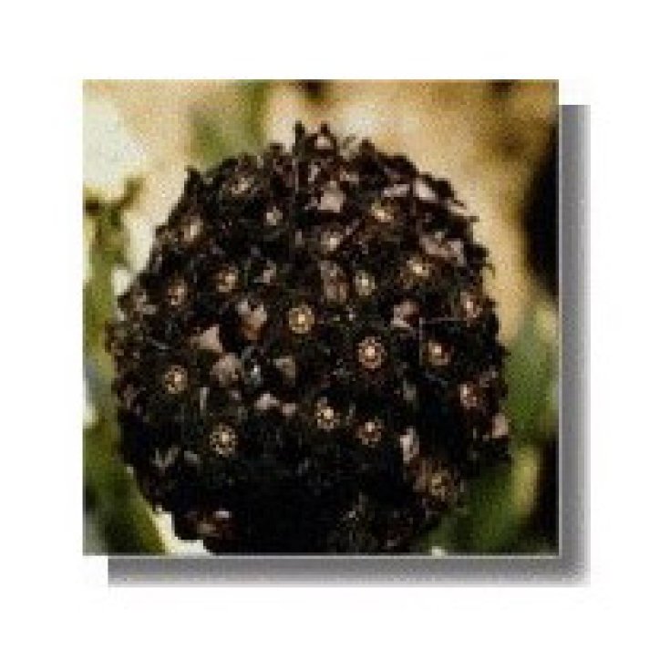 Shadow Essenze Korte 15ml