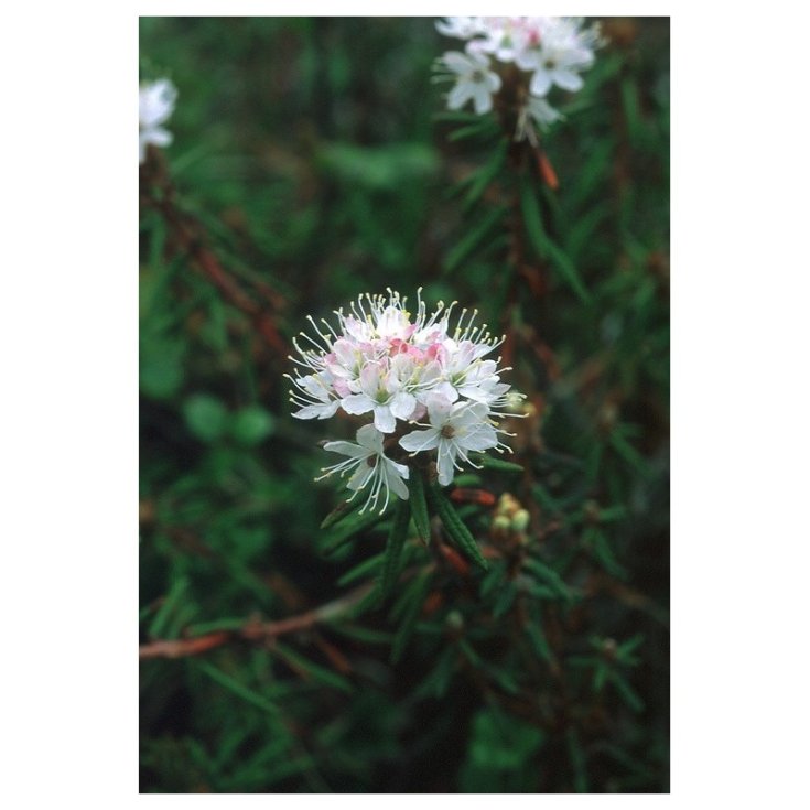 Labrador Tea Essenze Floreali dell&rsquo;Alaska 7,4ml