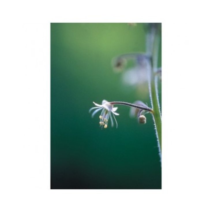 Lace Flower Essenze Floreali Dell&rsquo;Alaska 7,4ml