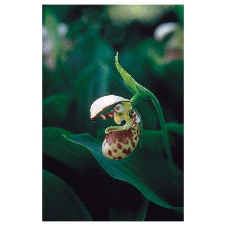 Northen Lady's Slipper Essenze Floreali Dell&rsquo;Alaska 7,4