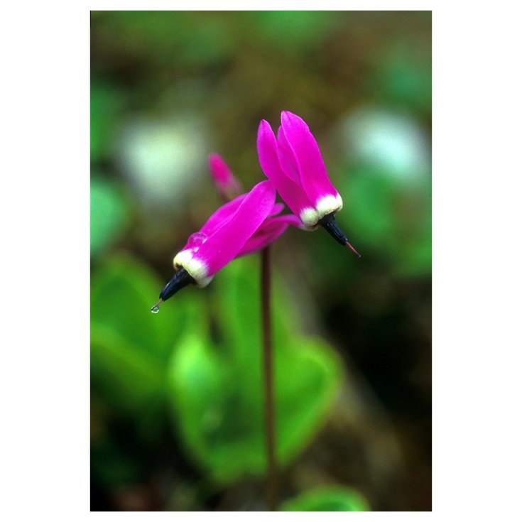 Shooting Star Essenze Floreali dell&rsquo;Alaska 7,4ml