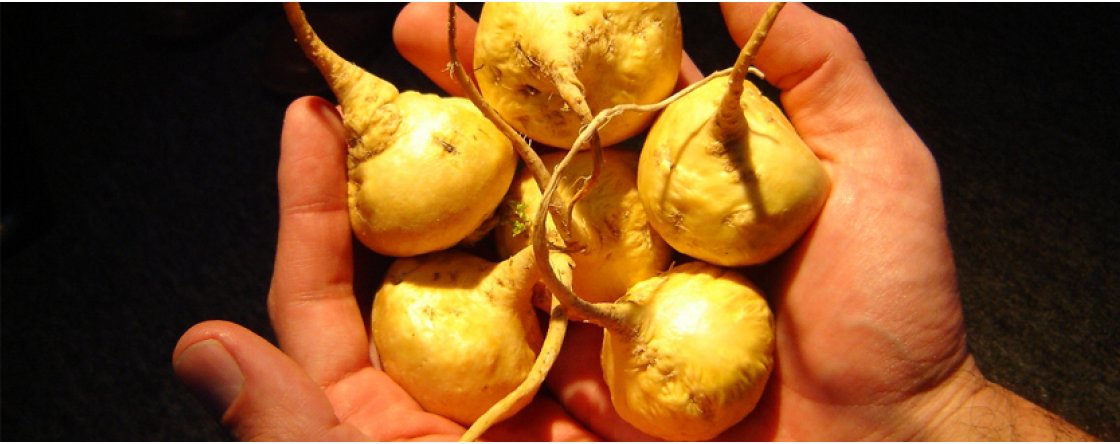Scopri i benefici della Maca, la pianta dell’eros e della fertilità
