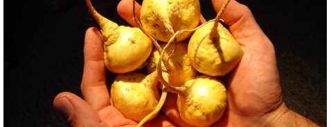 Scopri i benefici della Maca, la pianta dell’eros e della fertilità Scopri i benefici della Maca, la pianta dell’eros e della fertilità