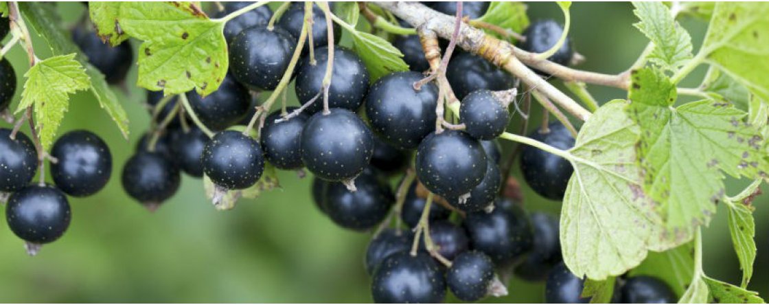 Come prepararsi alla primavera scongiurando l’allergia