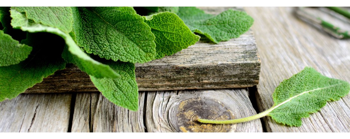 La Salvia: un alleato di bellezza e salute a portata di mano!