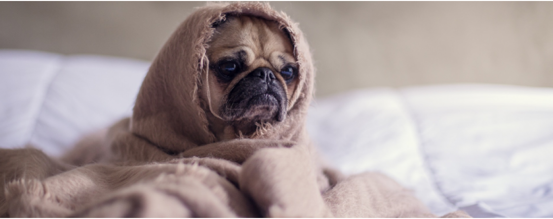 Freddo e animali domestici, come aiutarli