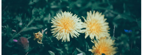 Che cos’è il tarassaco e quali sono gli effetti benefici per cellulite e gonfiore