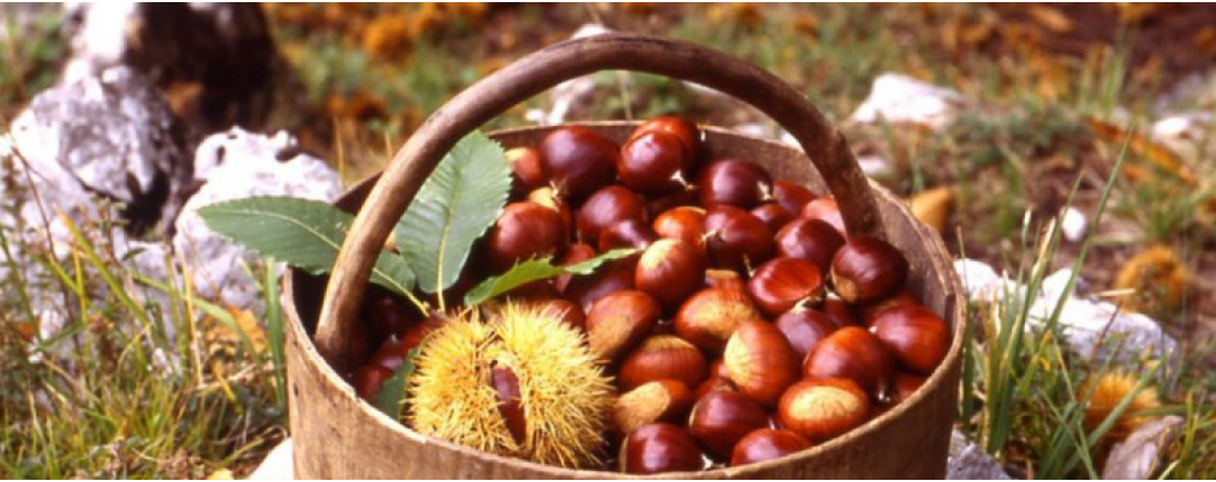 Le proprietà delle castagne