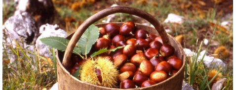 Le proprietà delle castagne Le proprietà delle castagne