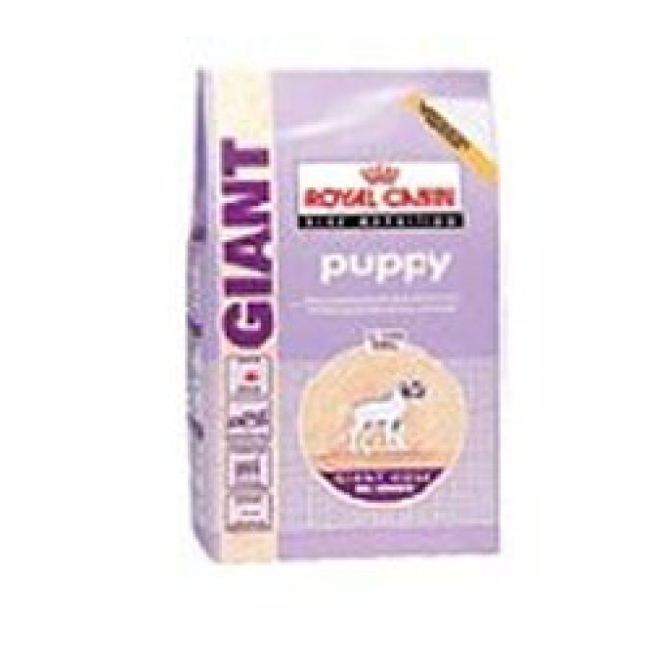 Giant Puppy - 15KG