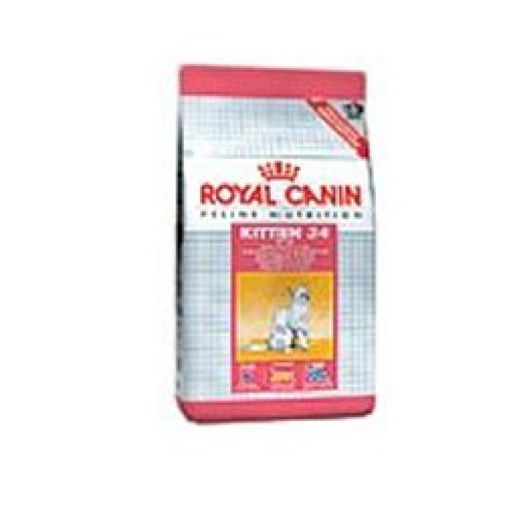 Kitten - 10KG