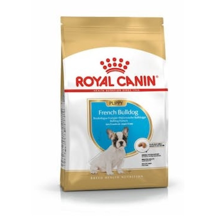 Bulldog Francese Junior - 3KG